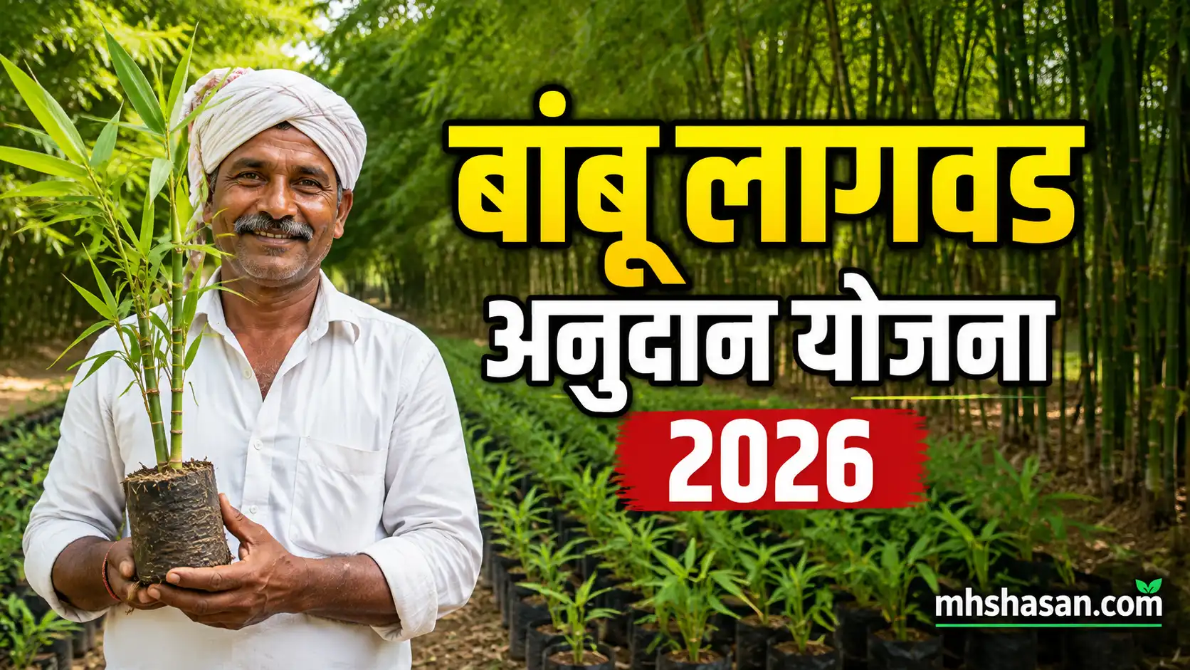 बांबू लागवड अनुदान योजना 2026 : शेतकऱ्यांना मिळणार मोठा आर्थिक हातभार, असा करा अर्ज
