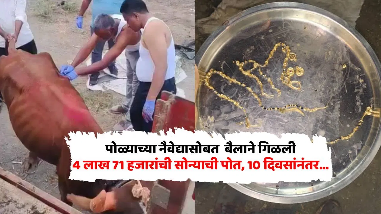 एक पोत, दोन बैल अन् मोठा सस्पेन्स! 4.71 लाखांचं सोनं नेमकं कोणी गिळलं? डॉक्टरांनी…