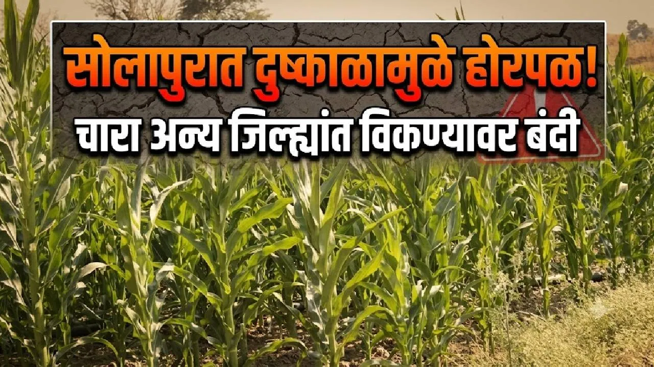 जिल्हाधिकाऱ्यांनी आदेश सोडला! चारा अन्य जिल्ह्यात विकल्यास मोठी कारवाई; सोलापुरात नेमका निर्णय काय?