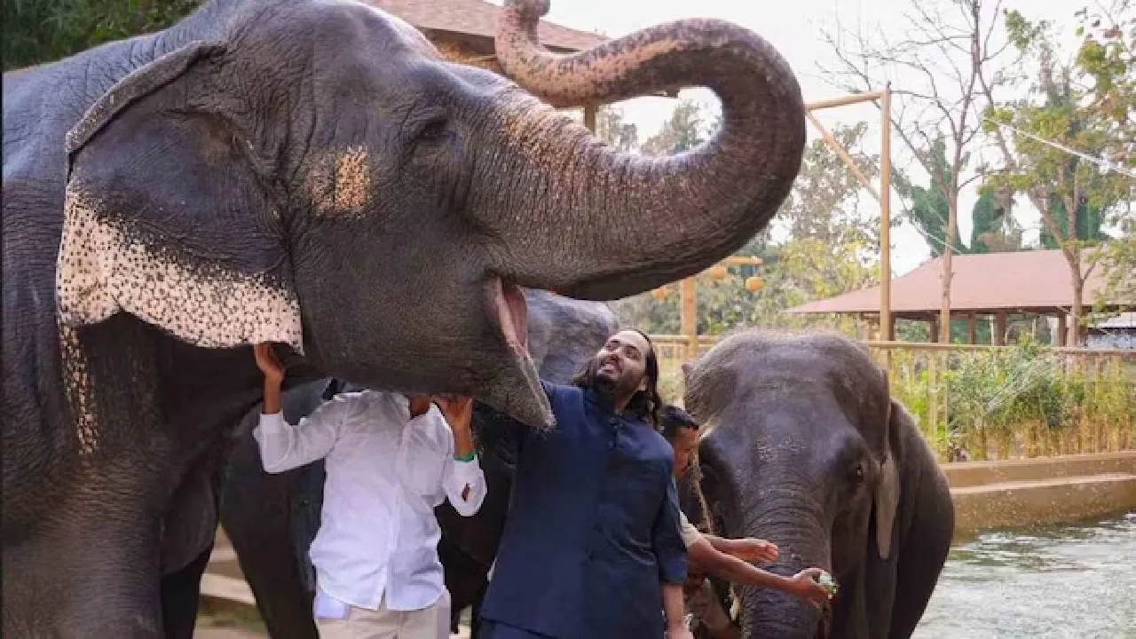 Madhuri Elephant: ‘माधुरी’ कोल्हापुरात परतताच अनंत अंबानी ‘एक्स’वर ट्रेंड; नेटकऱ्यांनी मानले आभार